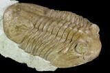Large, Asaphus Plautini Trilobite - Russia #125503-3
